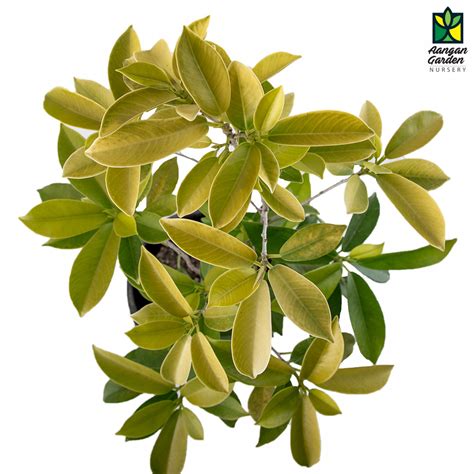 Ficus Panda Ficus Retusa Order Online