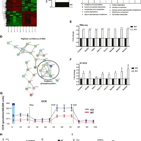 GAT2 Deficiency Alters The Transcriptomic Profile And Enhances OXPHOS