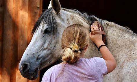 How to Take Care of a Horse - Shirley Campbell - Medium