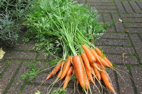 3 Tips Bij Het Oogsten Van Wortelen Groene Passies