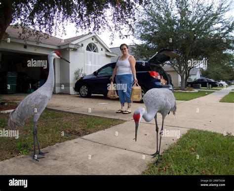 Woman And Sandhill Cranes Grus Canadensis Lutz Florida Usa Stock