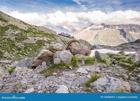 Alpine Wild Ibex Pausing In Front Of High Altitude Lake And Iconic Mont