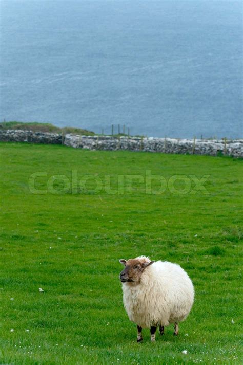 Irish sheep | Stock image | Colourbox