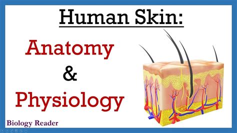 Human Skin Anatomy And Physiology YouTube