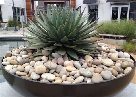 Agave And Rocks In Large Pot Succulent Landscaping Succulents Garden