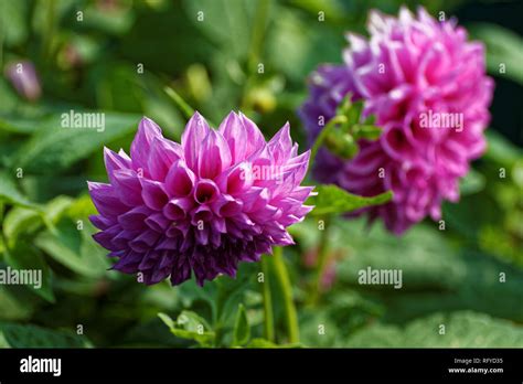 Dahlias Images Hi Res Stock Photography And Images Alamy