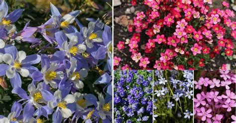 Top 20 Plants That Need Partial Sun