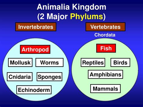 PPT Eight Major Taxonomic Ranks Hierarchy Of Biological