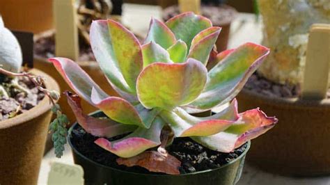 Echeveria Gibbiflora Care and Propagation (A Complete Guide)