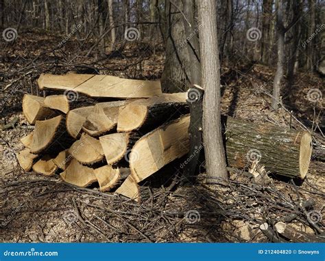 Cutted Pieces Of Wood Timber Logs Lined Up In The Forest Stock Photo