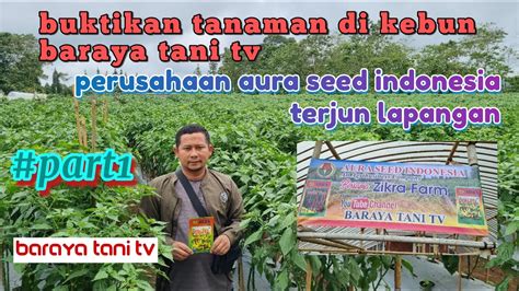 Tanaman Cabe Mendapat Sorotan Perusahaan Cabe Ori Untuk Melihat