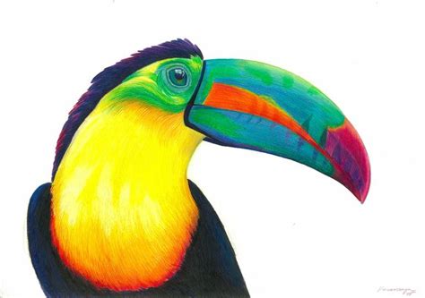 How To Draw A Realistic Toucan