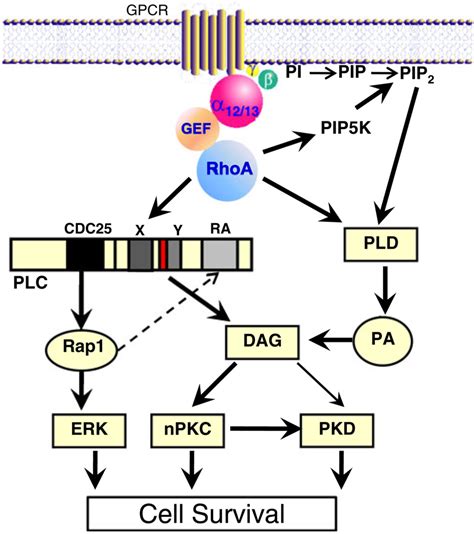 Rhoa Signaling Pathway