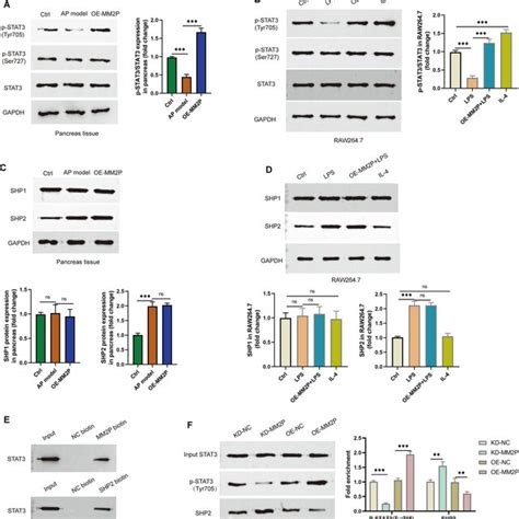 Lncrna Mm P Elevated Stat Phosphorylation Through Restraining Its