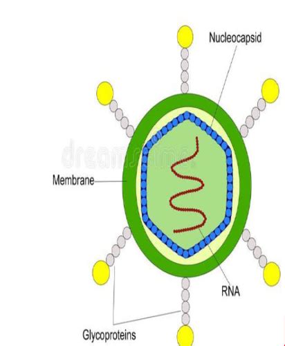 Introduction To Virology Objectives Flashcards Quizlet