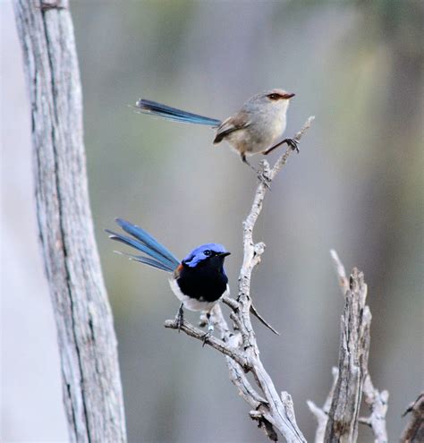 Blue Breasted Fairy Wrens Birds In Backyards