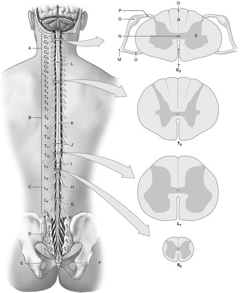 Gross Anatomy Of The Spinal Cord Diagram Quizlet