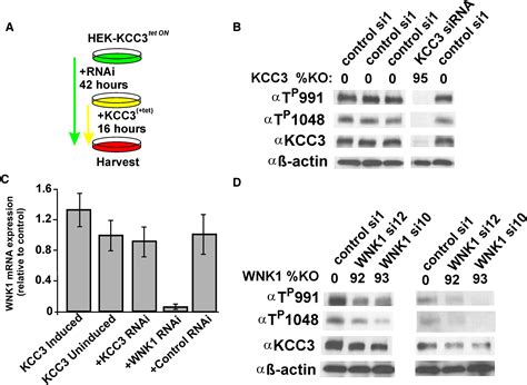 Sites Of Regulated Phosphorylation That Control K Cl Cotransporter