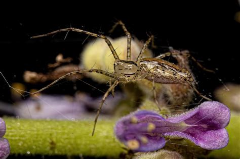 Premium Photo Adult Lynx Spider