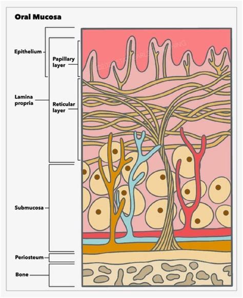 Figure Layers Of Oral Mucosa This Statpearls Ncbi Bookshelf