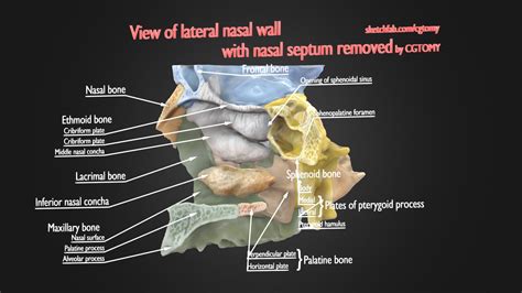 D Lateral Nasal Wall With Nasal Septum Removed Model Turbosquid