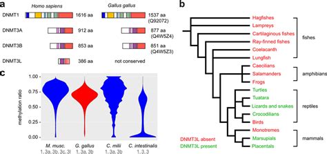 A Conserved DNA Methylation System In Chicken A Conservation Of