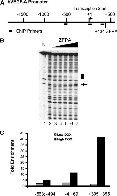 Zinc Finger Protein ZFP A Binds Specifically To Its Intended Target