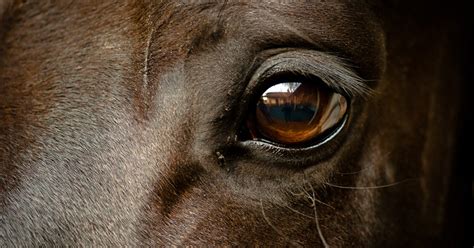 Horse Eye Problems - Springhill Equine Veterinary Clinic