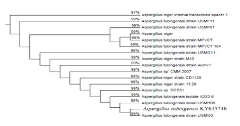 Phylogenetic Tree Of 18S RRNA Gene Sequence Of Aspergillus Tubingensis