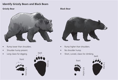 How to Identify Grizzly and Black Bears - Yellowstone Forever