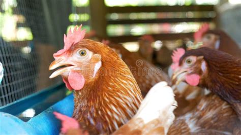 A Group Of Chickens In The Yard Next To The House Happily Doing Their