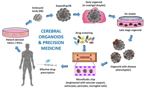 Modeling The Evolution Of Human Brain Development Using Organoids Cell