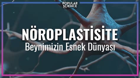 Nöroplastisite Beynimizin Esnek Dünyası Popular Science Türkiye