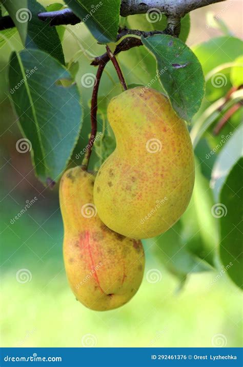 Pears Ripen On The Tree Branch Stock Photo Image Of Leaves Autumn