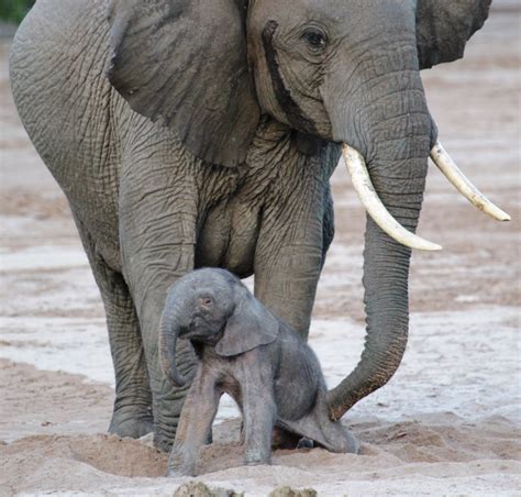 International Elephant Recognition Day is Here! - I Can Has Cheezburger?