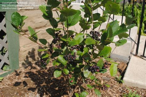 Plantfiles Pictures Purple Chokeberry Viking Aronia X Prunifolia