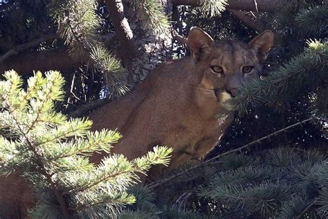 Reportan Avistamiento De Un Puma En Un Condominio En Chicureo Equipo