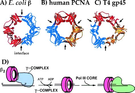 Interaction Of The β Sliding Clamp With Muts Ligase And Dna