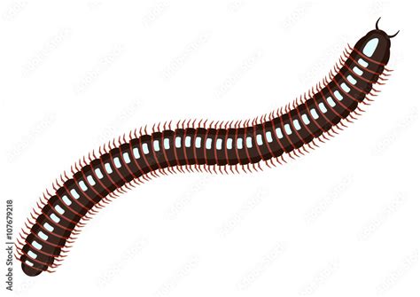 Millipede Vector Illustration Centiped Millipede Ecartoon Posing