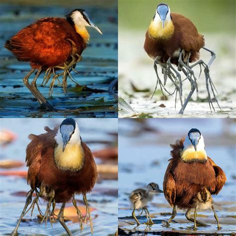 African Jacana