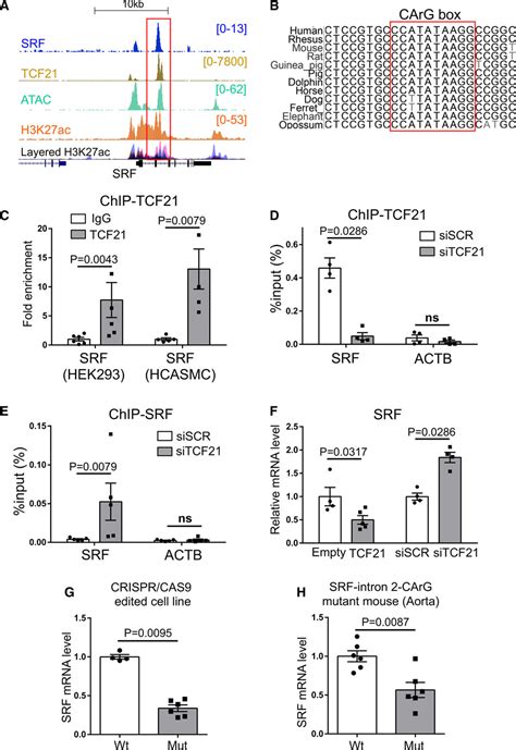 Coronary Disease Associated Gene Tcf21 Inhibits Smooth Muscle Cell