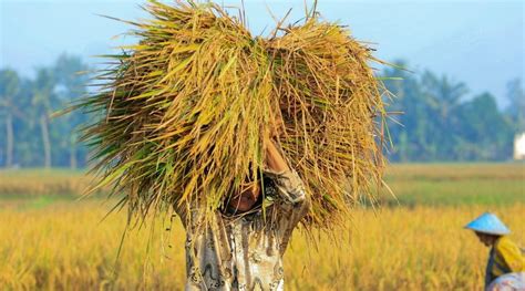 Ride Paddy Harvesting in Yogyakarta Indonesia | BOMANTA