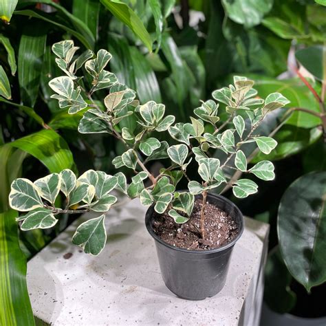 Variegated Natal Fig Ficus Triangularis In A 6 Inch Pot Promise Supply