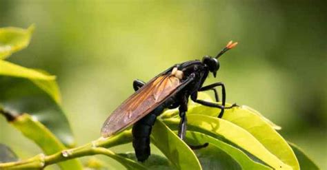 The Top 10 Largest Insects In The World Imp World