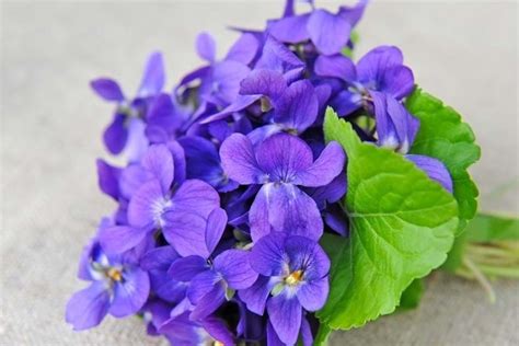 How to Grow Sweet Violet | Yates Australia