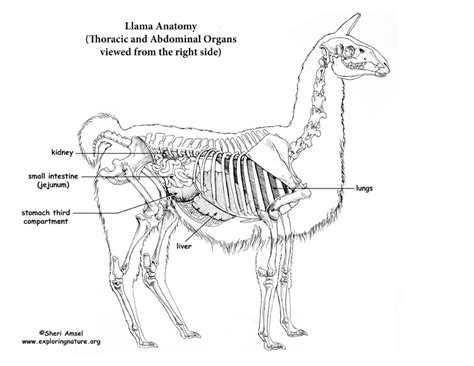 Llama Thoracic And Abdominal Organs Right View