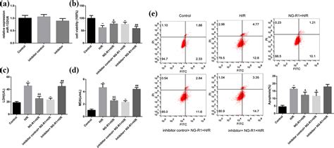 Notoginsenoside R1 Protects Hypoxia Reoxygenation Deprivation Induced