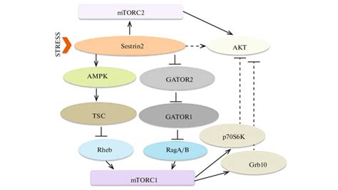 Regulation Of The Kinase Mtor By Sestrins Sestrins Inhibit Mtorc1