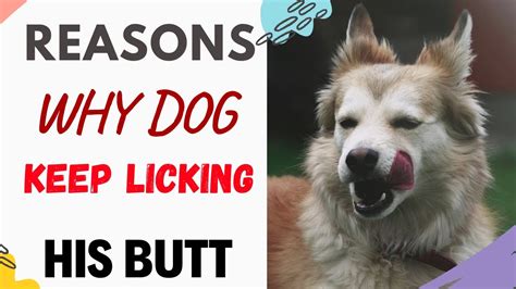 Why Does My Dog Keep Licking His Butt Youtube