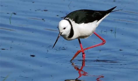 Black-Winged Stilt | The Animal Facts | Appearance, Diet, Habitat, Lifespan